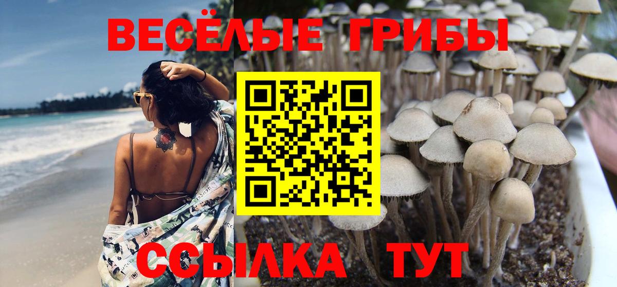 Галлюциногенные грибы Cubensis Волжск