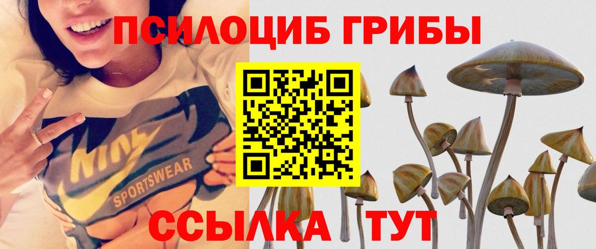 Волжск  Псилоцибиновые грибы Psilocybine cubensis  Вход с VPN 